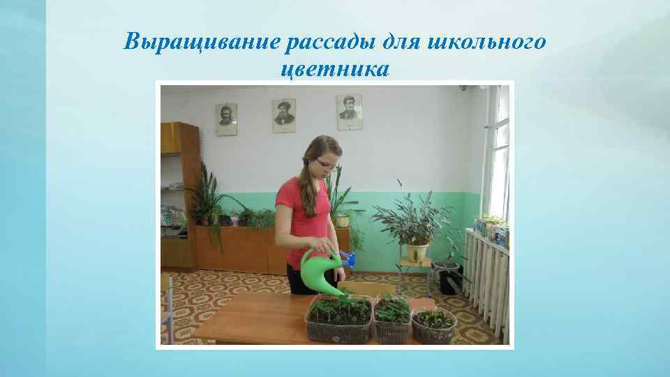 Выращивание рассады для школьного цветника 