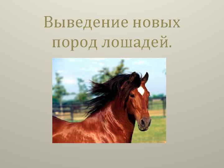 Выведение новых пород лошадей. 