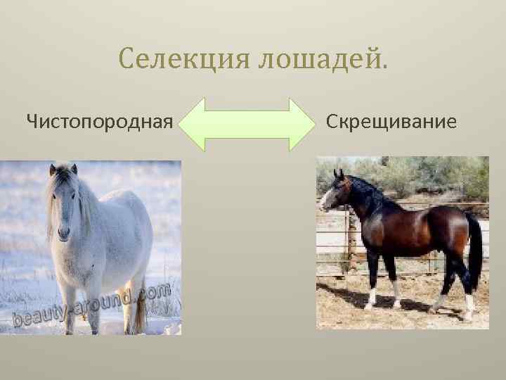 Селекция лошадей. Чистопородная Скрещивание 
