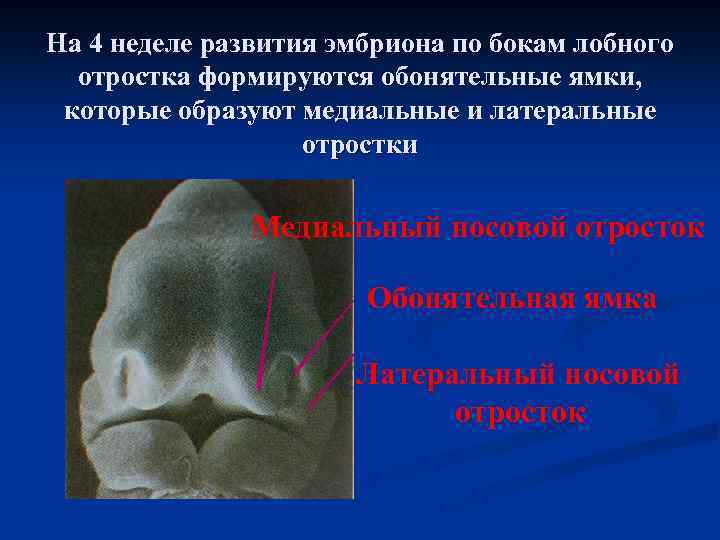 На 4 неделе развития эмбриона по бокам лобного отростка формируются обонятельные ямки, которые образуют