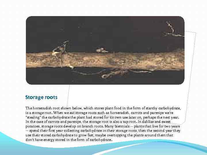 Storage roots The horseradish root shown below, which stores plant food in the form
