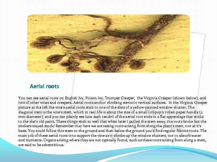 Aerial roots You can see aerial roots on English Ivy, Poison Ivy, Trumpet Creeper,