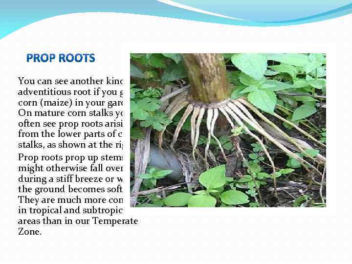 You can see another kind of adventitious root if you grow corn (maize) in