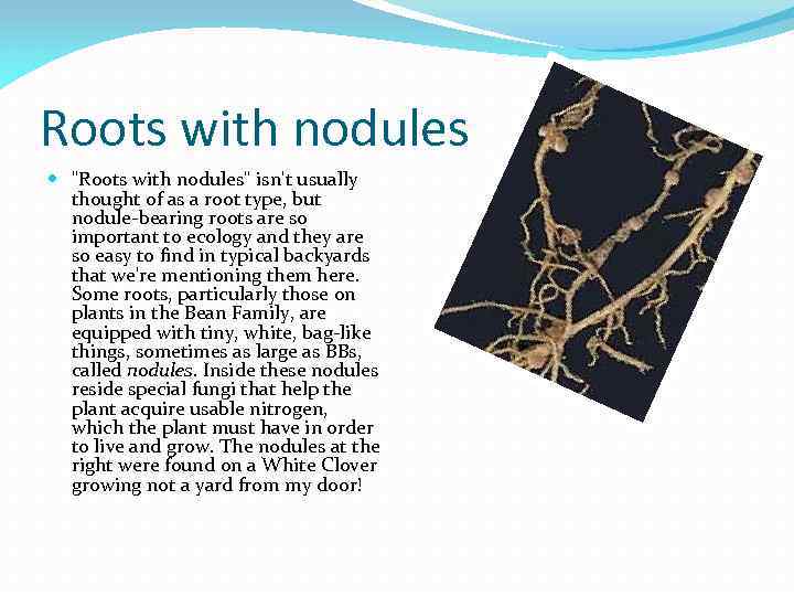Roots with nodules "Roots with nodules" isn't usually thought of as a root type,