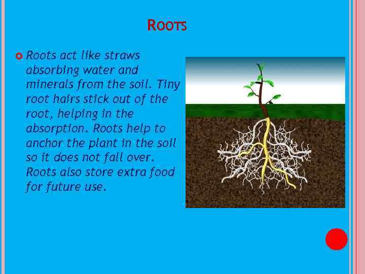 ROOTS Roots act like straws absorbing water and minerals from the soil. Tiny root