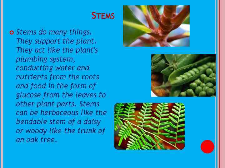 STEMS Stems do many things. They support the plant. They act like the plant's