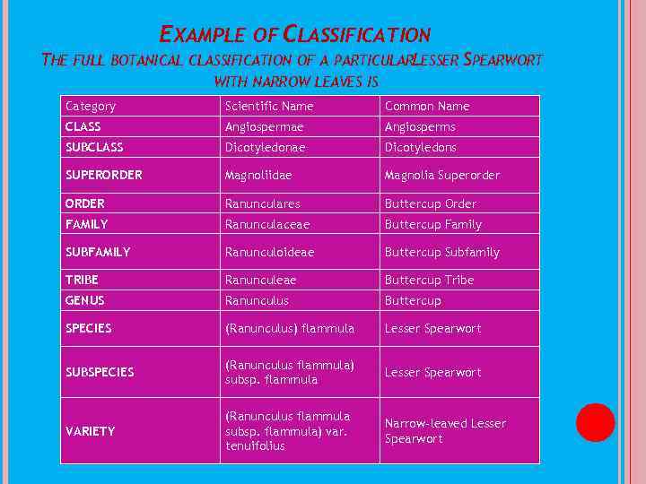 EXAMPLE OF CLASSIFICATION THE FULL BOTANICAL CLASSIFICATION OF A PARTICULARLESSER SPEARWORT WITH NARROW LEAVES