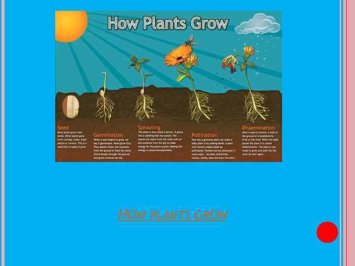 HOW PLANTS GROW 