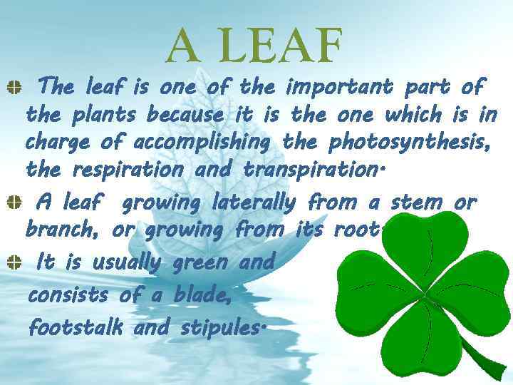 A LEAF The leaf is one of the important part of the plants because