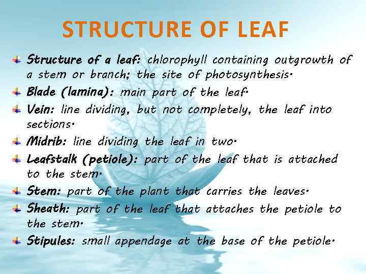 STRUCTURE OF LEAF Structure of a leaf: chlorophyll containing outgrowth of a stem or