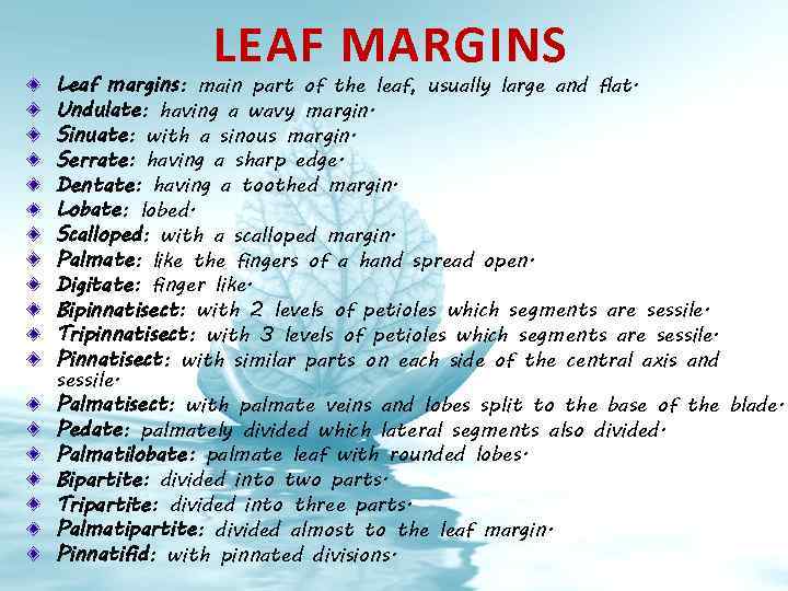 LEAF MARGINS Leaf margins: main part of the leaf, usually large and flat. Undulate: