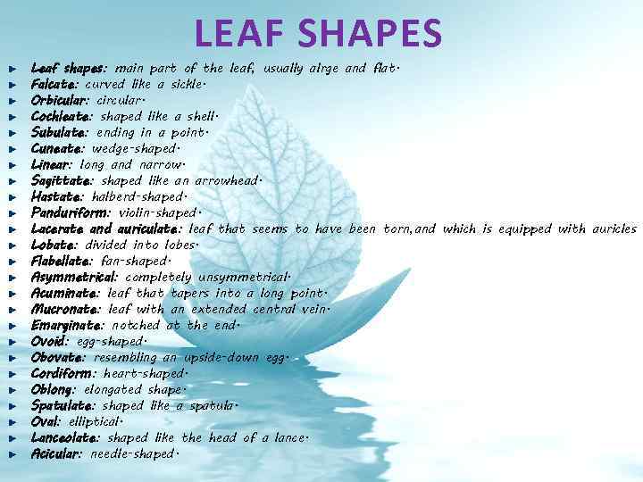 LEAF SHAPES Leaf shapes: main part of the leaf, usually alrge and flat. Falcate:
