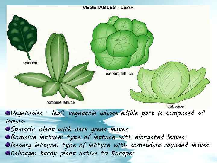 Vegetables - leaf: vegetable whose edible part is composed of leaves. Spinach: plant with