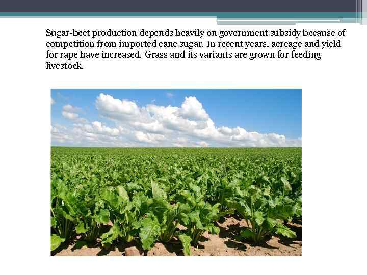 Sugar-beet production depends heavily on government subsidy because of competition from imported cane sugar.