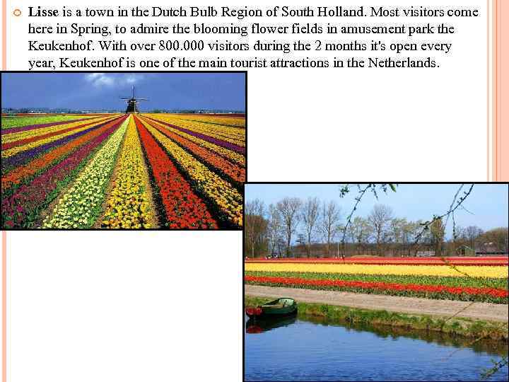  Lisse is a town in the Dutch Bulb Region of South Holland. Most