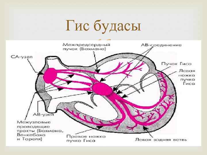 Гис будасы 