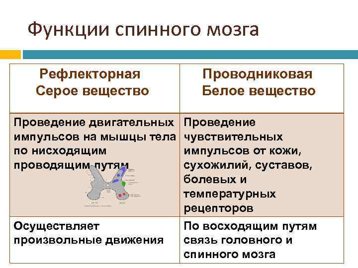 Функции спинного мозга Рефлекторная Серое вещество Проведение двигательных импульсов на мышцы тела по нисходящим