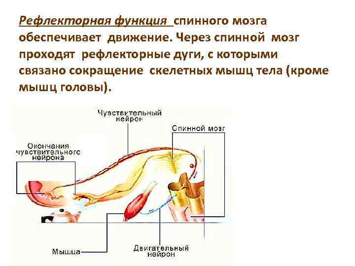 Рефлекторные чувства. Функции рефлекторной дуги спинного мозга. Рефлекторная функция спинного мозга строение. Рефлекторная функция проводниковая функция спинного мозга. Проводниковая функция спинного мозга схема.