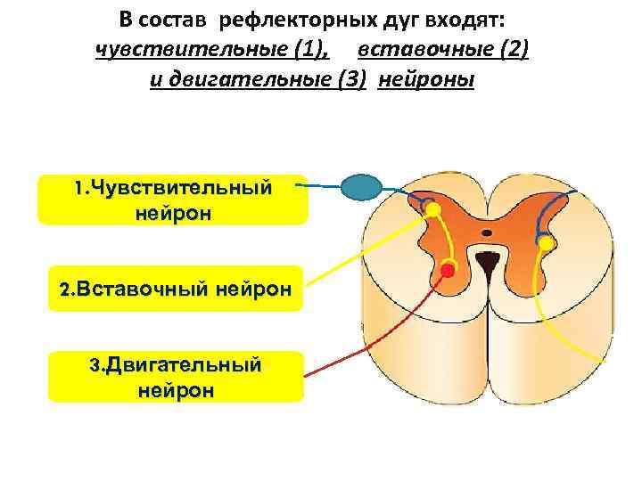 1 чувствительный нейрон. Рефлекторная дуга вставочный Нейрон чувствительный Нейрон. Чувствительный вставочный и двигательный Нейроны. Вставочный Нейрон строение. Типы нейронов чувствительные вставочные двигательные.