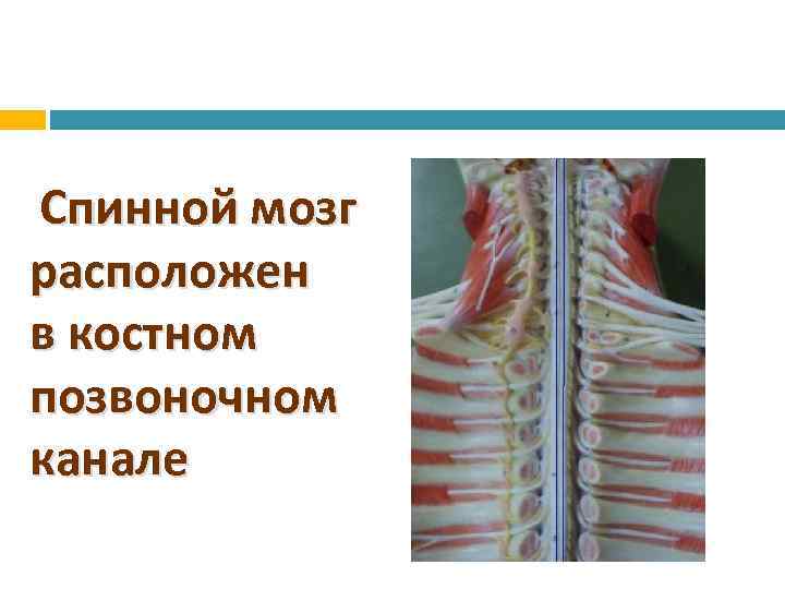 Спинной мозг расположен в костном позвоночном канале 