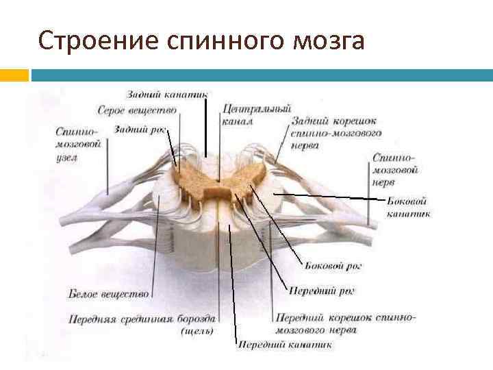 Строение спинного мозга 