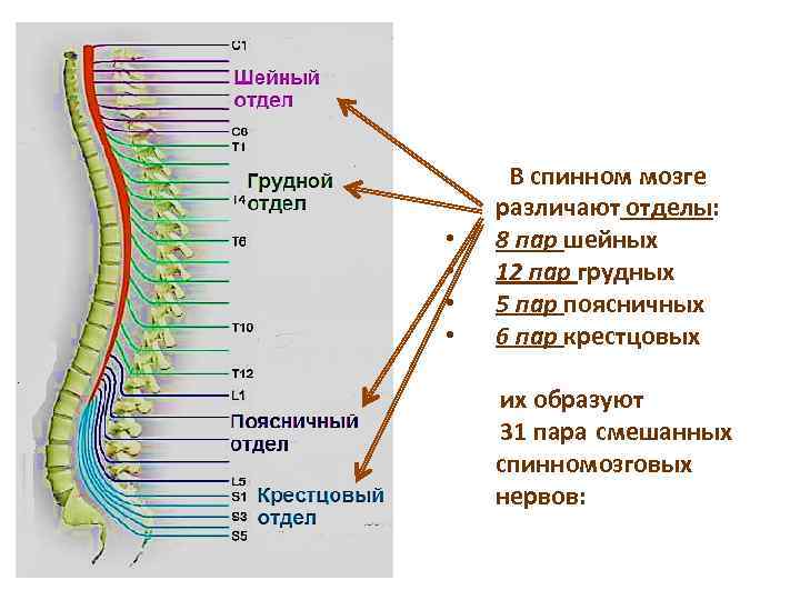 В позвоночнике различают отделы. Спинномозговой нерв анатомия. 31 Пара передних Корешков спинномозговых нервов. Схема сегмента спинного мозга.