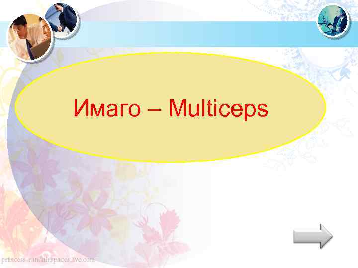 Имаго – Multiceps 