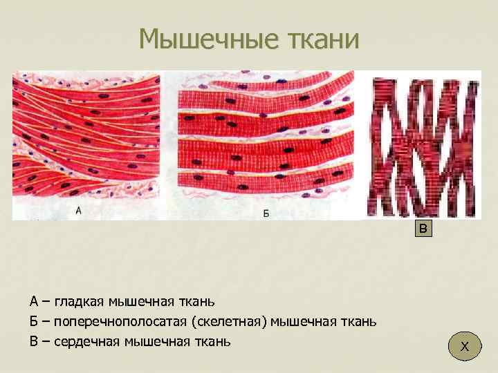 Какими буквами обозначены изображения скелетной поперечно полосатой мышечной ткани