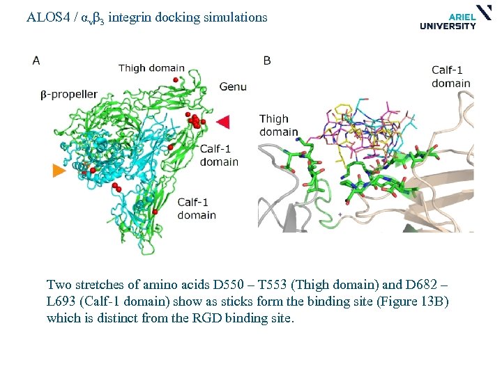 ALOS 4 / αvβ 3 integrin docking simulations Two stretches of amino acids D