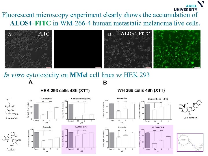 Fluorescent microscopy experiment clearly shows the accumulation of ALOS 4 -FITC in WM-266 -4
