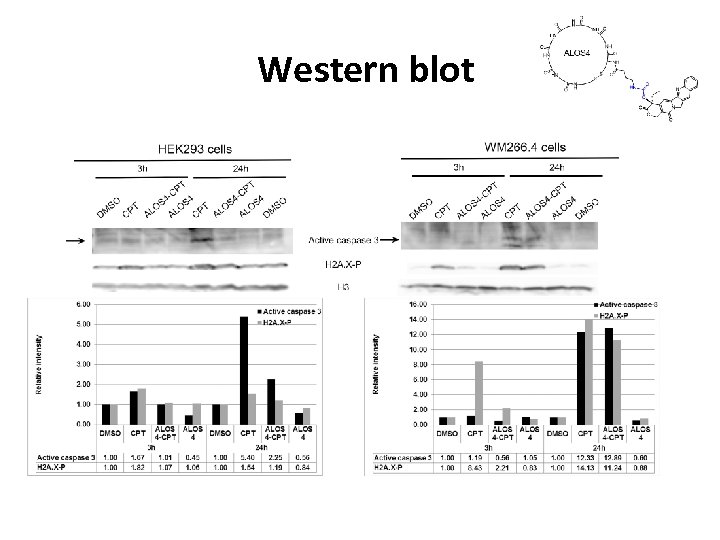 Western blot 