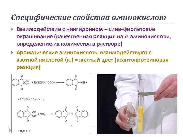 Полипептиды с азотной кислотой дают фиолетовое окрашивание. Реакция с нингидрином на аминокислоты. Взаимодействие аминокислот с нингидрином. Качественная реакция на аминокислоты с нингидрином. Реакция нингидрина с аминокислотами.