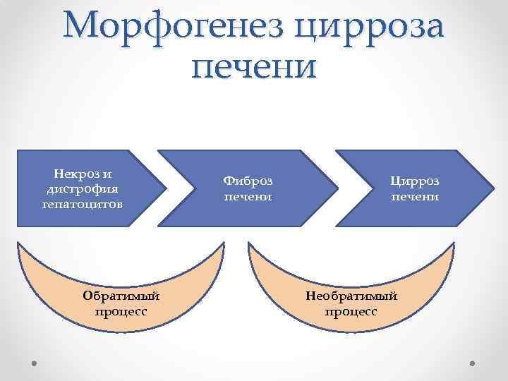 Морфогенез цирроза печени Некроз и дистрофия гепатоцитов Обратимый процесс Фиброз печени Цирроз печени Необратимый