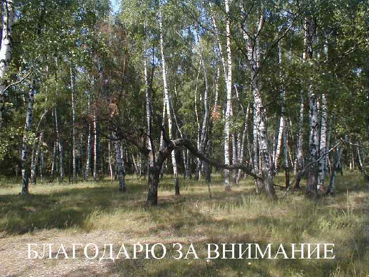 БЛАГОДАРЮ ЗА ВНИМАНИЕ 