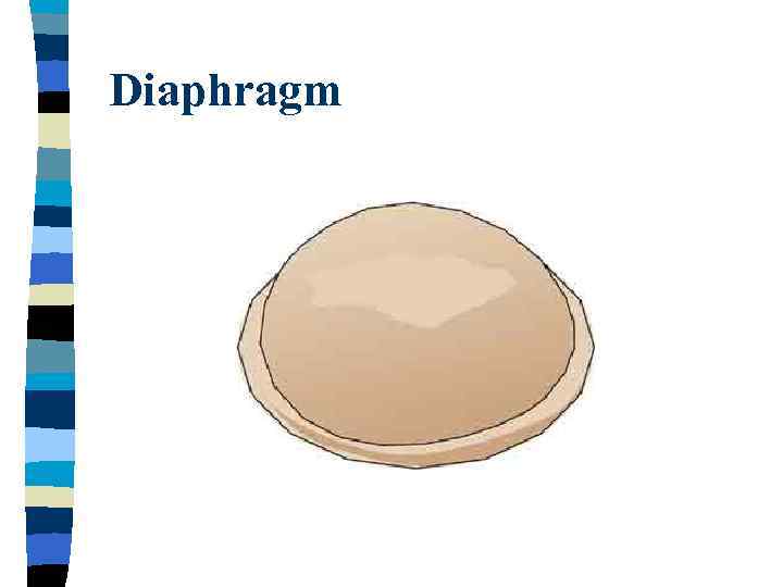 Diaphragm 