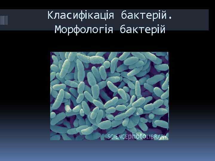 Класифікація бактерій. Морфологія бактерій 