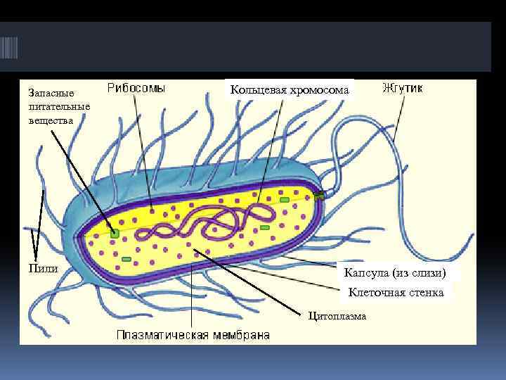 Запасные питательные вещества Пили Кольцевая хромосома Капсула (из слизи) Клеточная стенка Цитоплазма 