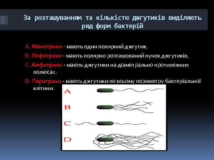 За розташуванням та кількістю джгутиків виділяють ряд форм бактерій А. Монотрихи - мають один