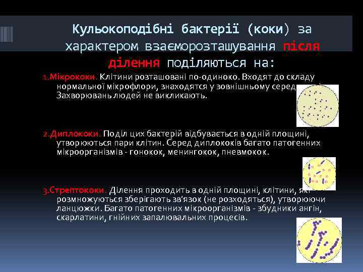 Кульокоподібні бактерії (коки) за характером взаєморозташування після ділення поділяються на: 1. Мікрококи. Клітини розташовані