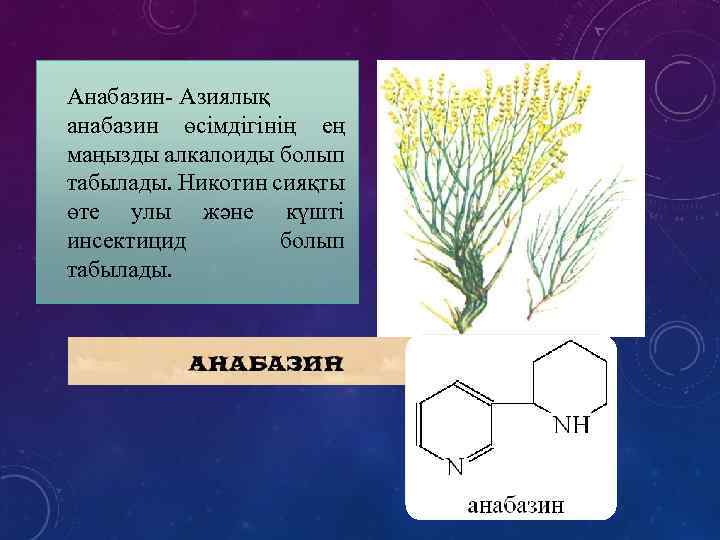 Анабазин- Азиялық анабазин өсімдігінің ең маңызды алкалоиды болып табылады. Никотин сияқты өте улы және