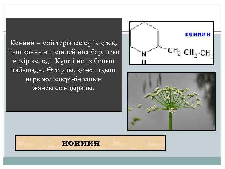 Кониин – май тәріздес сұйықтық. Тышқанның иісіндей иісі бар, дәмі өткір келеді. Күшті негіз