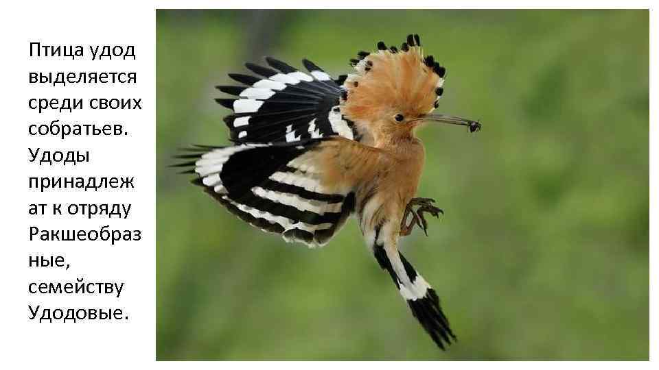 Птица удод выделяется среди своих собратьев. Удоды принадлеж ат к отряду Ракшеобраз ные, семейству