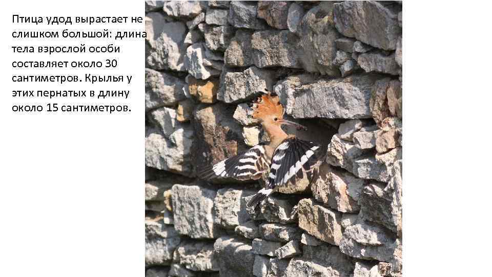 Птица удод вырастает не слишком большой: длина тела взрослой особи составляет около 30 сантиметров.