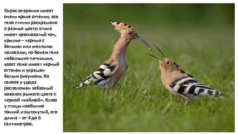 Окрас оперения имеет очень яркие оттенки, все тело птички раскрашено в разные цвета: спина