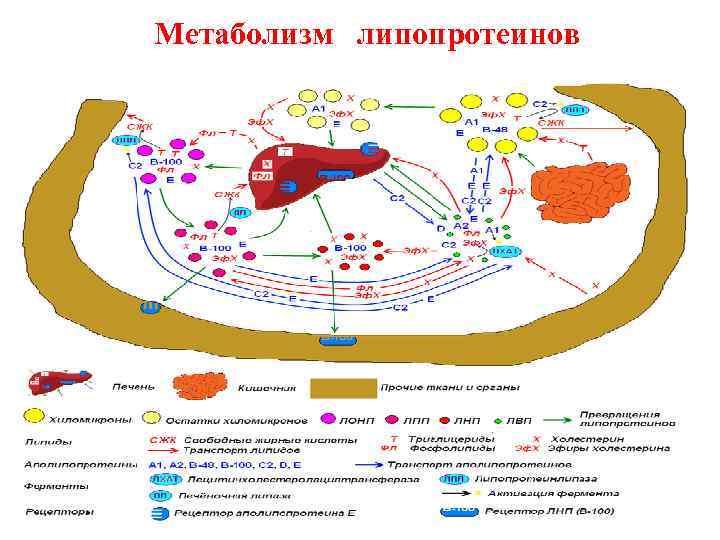 Метаболизм липопротеинов 