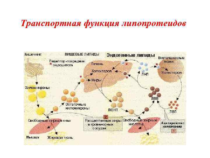 Транспортная функция липопротеидов 