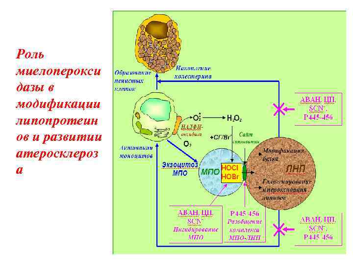 Роль миелоперокси дазы в модификации липопротеин ов и развитии атеросклероз а 