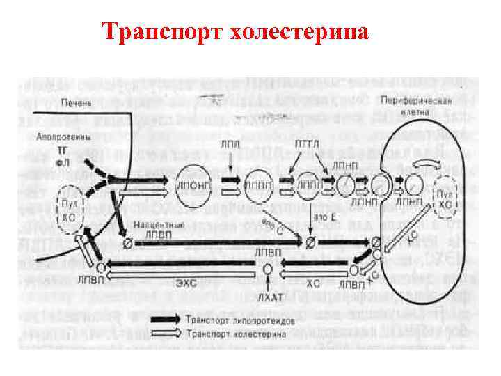 Транспорт холестерина 