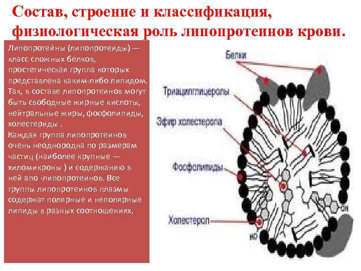 Состав, строение и классификация, физиологическая роль липопротеинов крови. Липопротеи ны (липопротеиды) — класс сложных