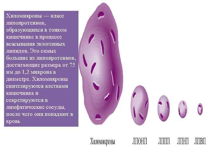 Хиломикроны — класс липопротеинов, образующихся в тонком кишечнике в процессе всасывания экзогенных липидов. Это